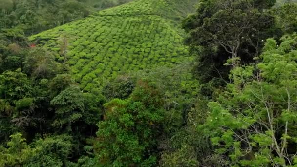 Luchtfoto van een mooie thee plantages-terrassen — Stockvideo