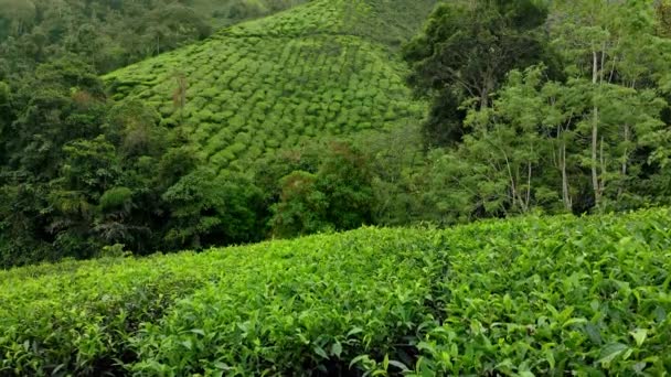 Foto aérea de una hermosa plantaciones de té-terrazas — Vídeos de Stock