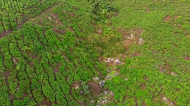 Vue aérienne d'une belle plantation de thé-terrasses — Video