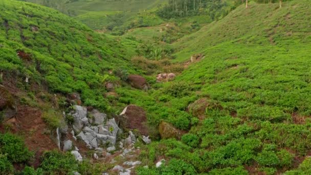 Foto aérea de una hermosa plantaciones de té-terrazas — Vídeos de Stock