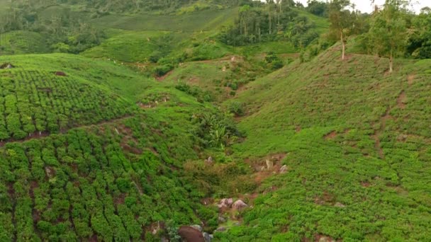 Légi felvétel egy gyönyörű tea ültetvény-terasszal — Stock videók