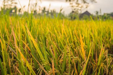Pirinç gün ışığına alanında yapraklarda ile olgun kulaklar