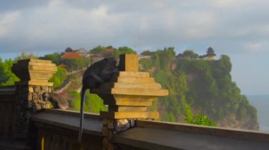 duvarda oturan ve Uluwatu Tapınağı Bali Adası üzerinde Çiğneme makak maymunları