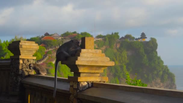 Makakenaffen Sitzen Auf Einer Mauer Und Kauen Uluwatu Tempel Auf — Stockvideo