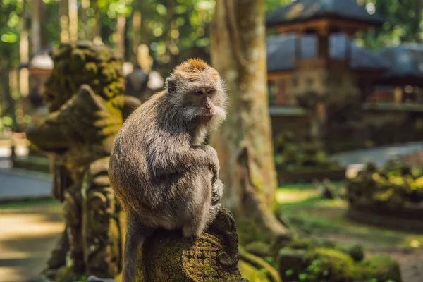 Małpa Ubud Monkey Forest Wyspa Bali Indonezja — Zdjęcie stockowe