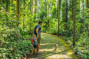 Baba ve oğul makak maymunu orman, Bali, Endonezya'da Ubud tapınağında izlerken.