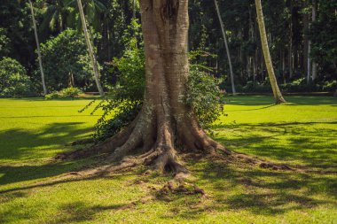 Yaşlı bir ağaç, bali kökleri. Seyahat hedef Bali Adası, kültür, Endonezya insan aletler ve otomotik makinalar.
