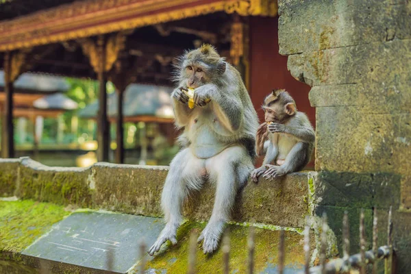 Macacos Comendo Frutas Ubud Monkey Forest Bali Island Indonésia — Fotografia de Stock