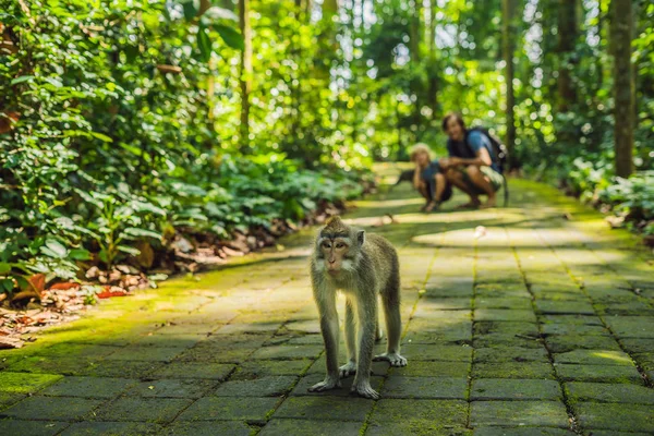 Vader Zoon Kijken Makaken Ubud Tempel Monkey Forest Bali Indonesië — Stockfoto