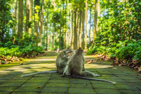 Majmok Eszik Gyümölcsöt Monkey Forest Ubud Bali Szigetén Indonézia — Stock Fotó