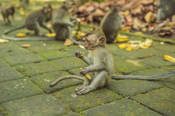 Majmok Eszik Gyümölcsöt Monkey Forest Ubud Bali Szigetén Indonézia — Stock Fotó