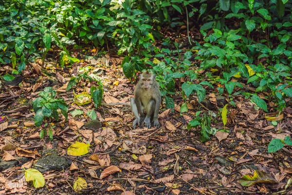 Mono Sentado Hojas Ubud Monkey Forest Bali Island Indonesia — Foto de Stock
