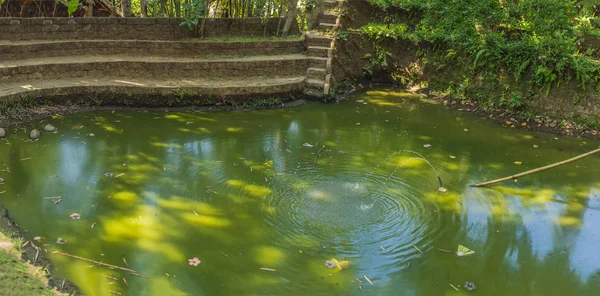 緑の池公園、インドネシア バリ島 — ストック写真