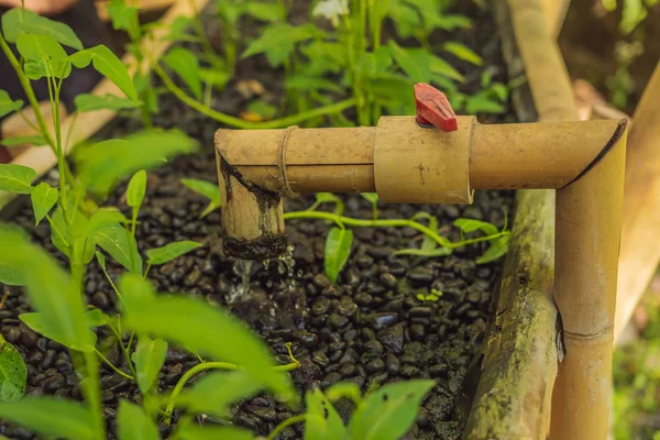 Bamboo water pipe with faucet water garden bed — Stock Photo, Image