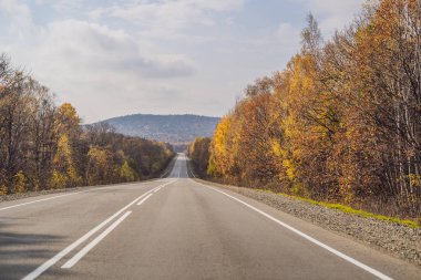 Alacakaranlıkta renkli sonbahar orman ve asfalt yol ile sahne. 