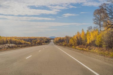 Alacakaranlıkta renkli sonbahar orman ve asfalt yol ile sahne. 
