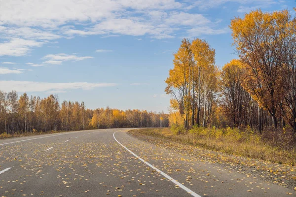 Пейзажи Красочными Осенними Лесами Асфальтовыми Дорогами — стоковое фото