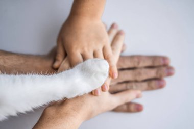 Aile ve bir ekip olarak kedi kürklü pençe elinde. Hayvanlar yardımcı hayvan hakları için mücadele