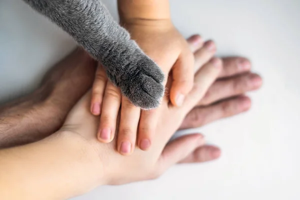 Mãos Família Pata Peluda Gato Como Uma Equipe Lutar Pelos — Fotografia de Stock