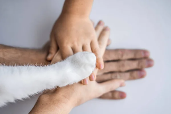 Las manos de la familia y la pata peluda del gato como equipo. Luchar por los derechos de los animales, ayudar a los animales —  Fotos de Stock