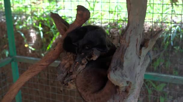 Slow Motion Shot Luwak Civet Cage Coffee Farm — Stock Video