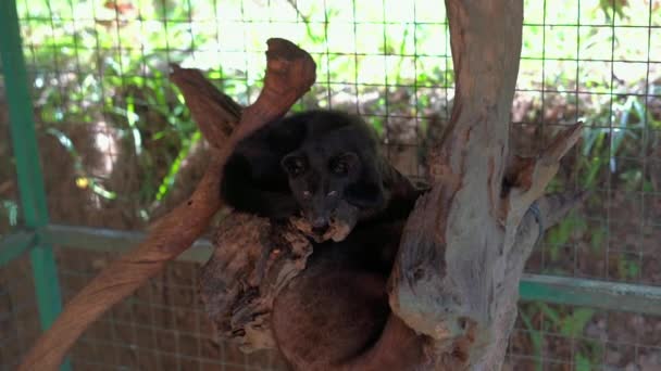 Prise de vue au ralenti de la civette Luwak en cage sur une ferme de café 