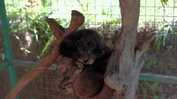 Slow Motion Shot Luwak Civet Cage Coffee Farm — Stock Video