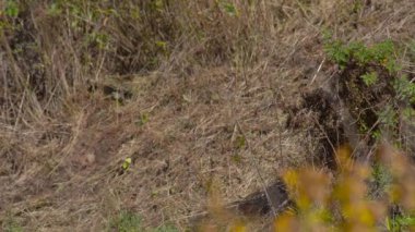 Vladivostok, Rusya - 8 Ekim 2018: Ağır çekim çekim enduro motosiklet yarış toprak yol üzerinde