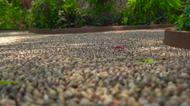 Toma en cámara lenta de un camino reflexológico en un parque tropical — Vídeos de Stock