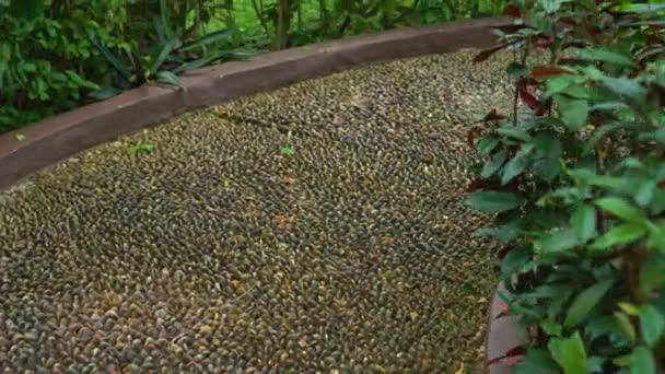 Camino reflexológico en un parque tropical — Vídeos de Stock