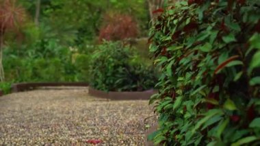 tropikal bir parkta reflexological yol