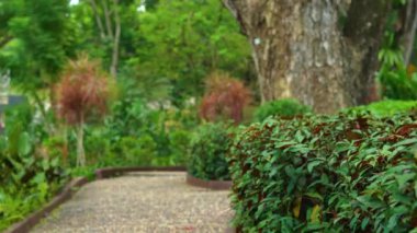 tropikal bir parkta reflexological yol