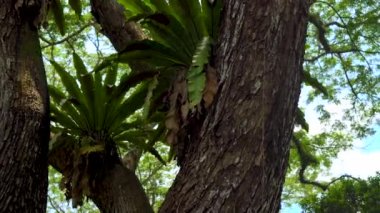 bitkiler epiphytes bir tropik ağaç üzerinde