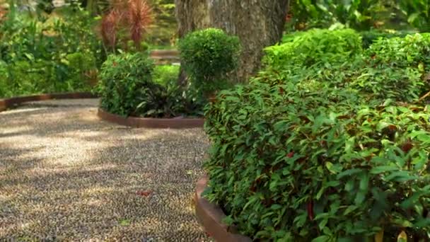 Reflexzonemassage pad in een tropisch park — Stockvideo