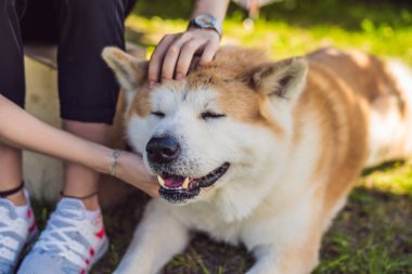 Kadın köpek Akita Inu yeşil çimenlerin üzerinde sevişme görünümünü kırpılmış 