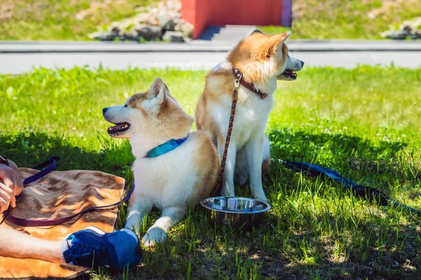 つの赤い犬秋田犬の緑の芝生の上をリード — ストック写真