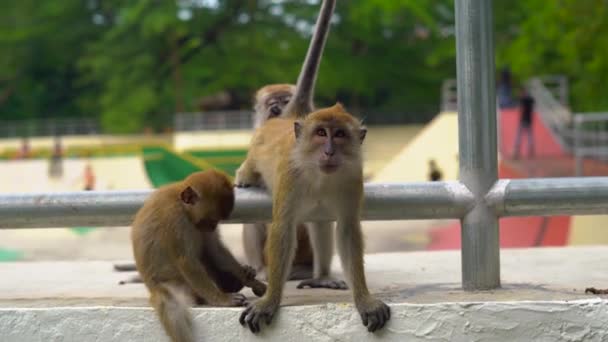 Концепция контрастности природы и города. дикие обезьяны сидят на фоне скейт-парка — стоковое видео