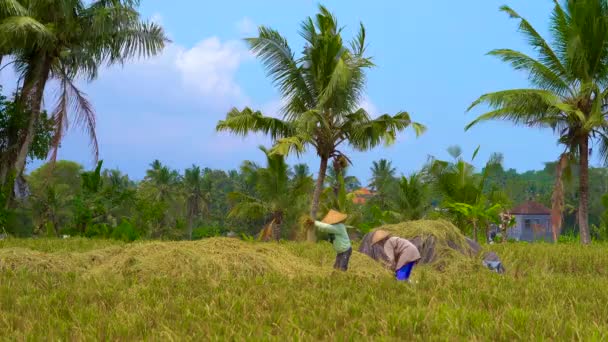 村の人々 はバック グラウンドで仲間とフィールドに生米を処理します。 — ストック動画