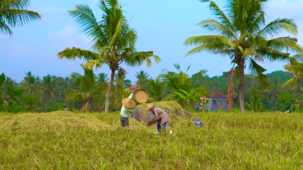La gente del villaggio lavora riso crudo in un campo con un amico sullo sfondo — Video Stock