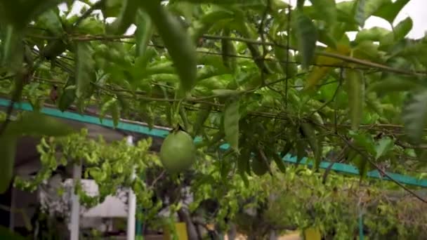 Caminando en un jardín tropical. Maracuya o frutas de la pasión . — Vídeos de Stock