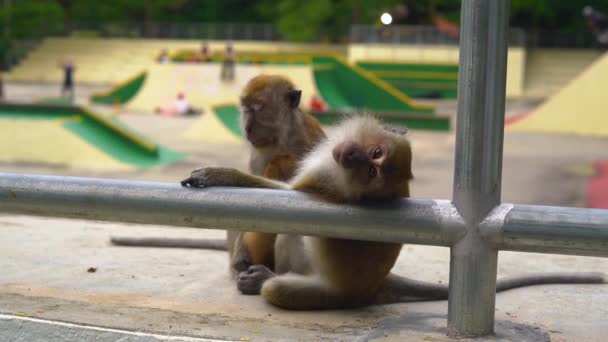 Koncept kontrastní přírody a města. divoké opice sedící u pozadí skate park — Stock video