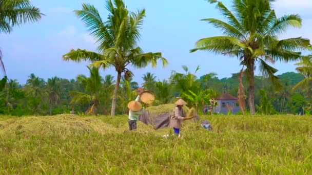 Сільські люди обробляють сирий рис у полі з друзями на фоні — стокове відео