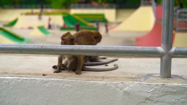 Concetto di contrasto tra natura e città.Scatto al rallentatore di scimmie selvagge sedute sullo sfondo di uno skate park — Video Stock