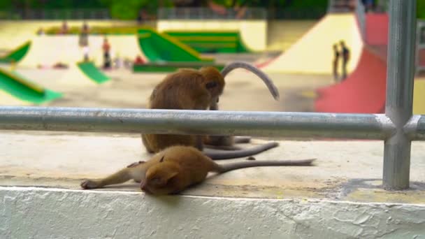 Concept of contrasting nature and city.Slowmotion shot of wild monkeys sitting at the background of a skate park — Stock Video