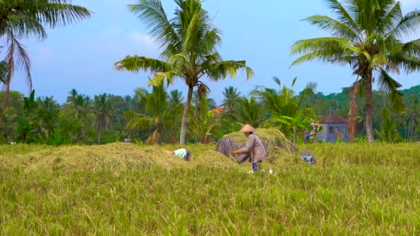 La toma en cámara lenta de la gente del pueblo procesa arroz crudo en un campo con una palma en el fondo — Vídeos de Stock