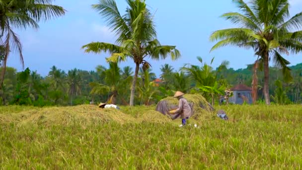La toma en cámara lenta de la gente del pueblo procesa arroz crudo en un campo con una palma en el fondo — Vídeos de Stock