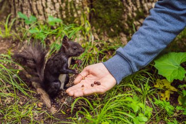 Sincap Park'ta açık havada besleme fındık ile adamın elini.