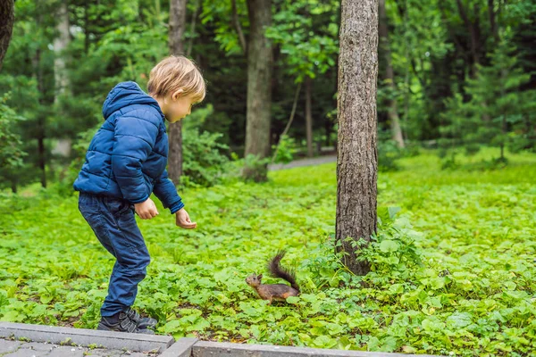 Menino Alimentando Pequeno Esquilo Parque Verde — Fotografia de Stock