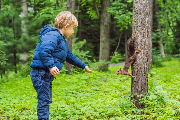Menino Alimentando Pequeno Esquilo Parque Verde — Fotografia de Stock