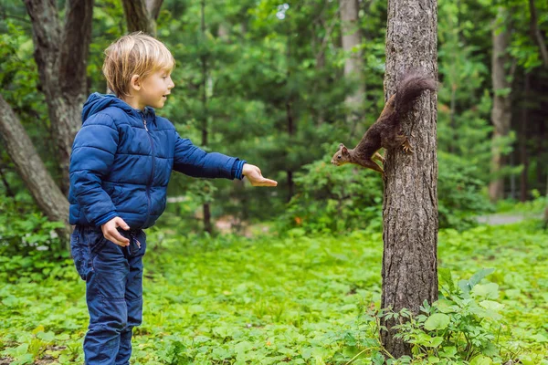 Menino Alimentando Pequeno Esquilo Parque Verde — Fotografia de Stock